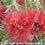 Bottle Brush Australische Buschbl&uuml;ten Love Remedies