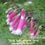 Busch Fuchsia Australische Buschbl&uuml;ten Love Remedies