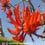 Coral Tree Australische Buschbl&uuml;ten Love Remedies