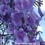 Jacaranda Australische Buschbl&uuml;ten Love Remedies