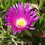 Pigface Australische Buschbl&uuml;ten Love Remedies