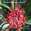 Waratah Australische Buchbl&uuml;ten Love Remedies